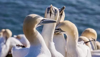 跟队：梅西在比赛中多次抓着自己的右腿；此前他右腿不适缺战