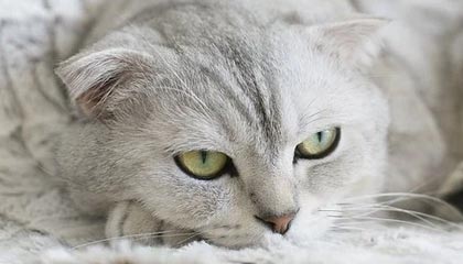 跟队：梅西在比赛中多次抓着自己的右腿；此前他右腿不适缺战