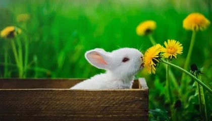 跟队：梅西在比赛中多次抓着自己的右腿；此前他右腿不适缺战